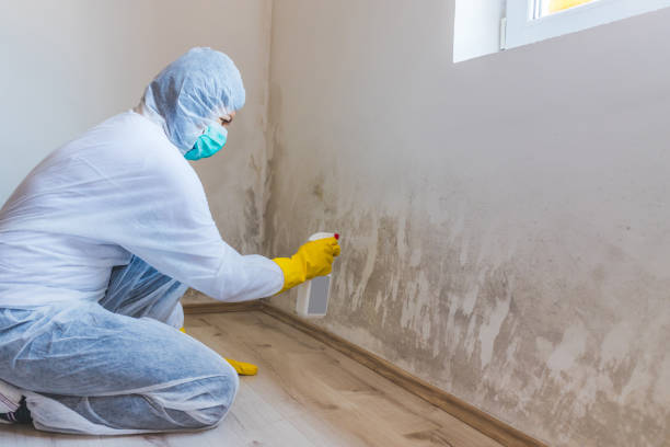 Professional mold removal team in Lyndhurst