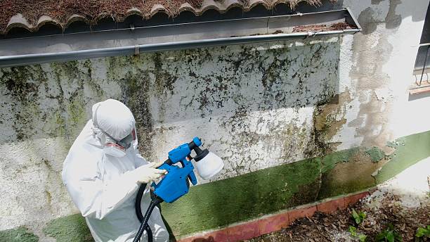 Mold Removal service in Lyndhurst